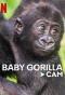 Миниатюра постера сериала Baby Gorilla Cam